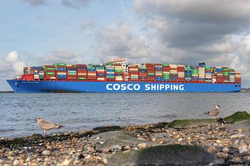 Cosco Shipping Maasvlakte Rotterdam sur Arthur Bruinen