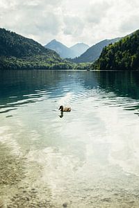 Ente und Bergsee von Patrycja Polechonska