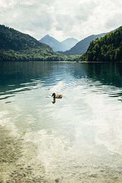 Ente und Bergsee von Patrycja Polechonska