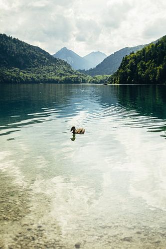 Ente und Bergsee