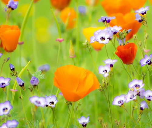 Prairie fleurie en été