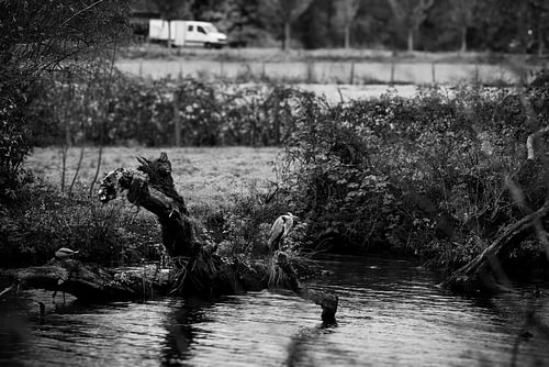 Heron in black and white