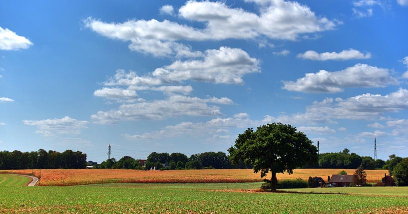 Panorama estival de la chevelure par Edgar Schermaul