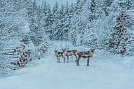 Rentier am Waldrand in Lappland von Bas Fransen Miniaturansicht