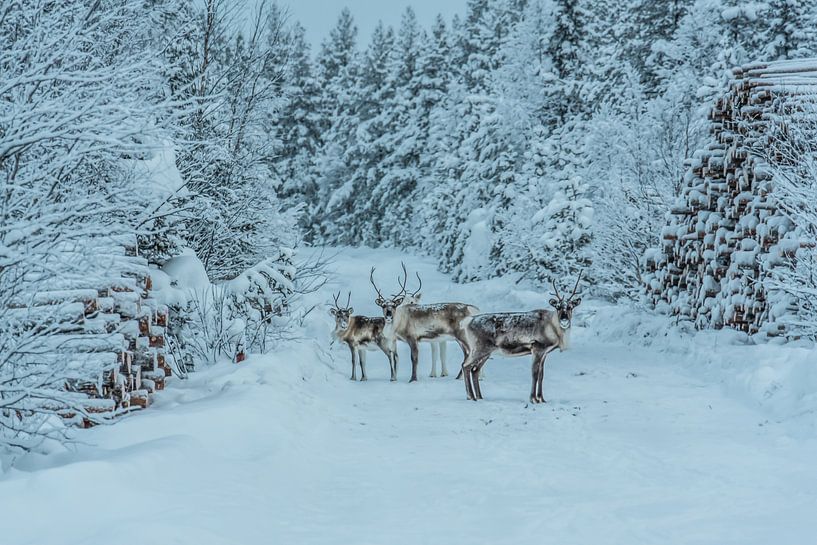 Rentier am Waldrand in Lappland von Bas Fransen
