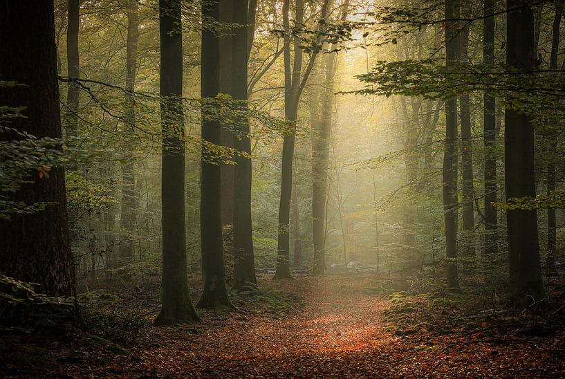 Beautiful light in the forest by Eefje John