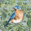 BlueBird van Behindthegray