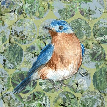 BlueBird van Behindthegray