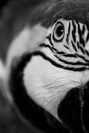 macaw by Samantha Dekker