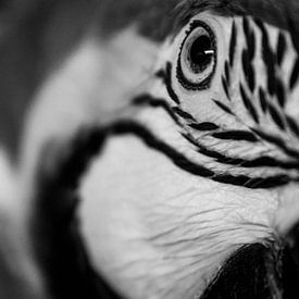 macaw von Samantha Dekker