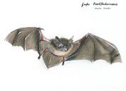 Die fliegende Bartträgerin – Große Bartfledermaus (Myotis brandtii) von WeltReisender Magazin Miniaturansicht