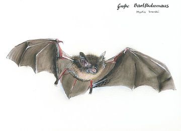 Die fliegende Bartträgerin – Große Bartfledermaus (Myotis brandtii)