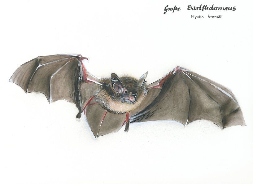 Die fliegende Bartträgerin – Große Bartfledermaus (Myotis brandtii) von WeltReisender Magazin