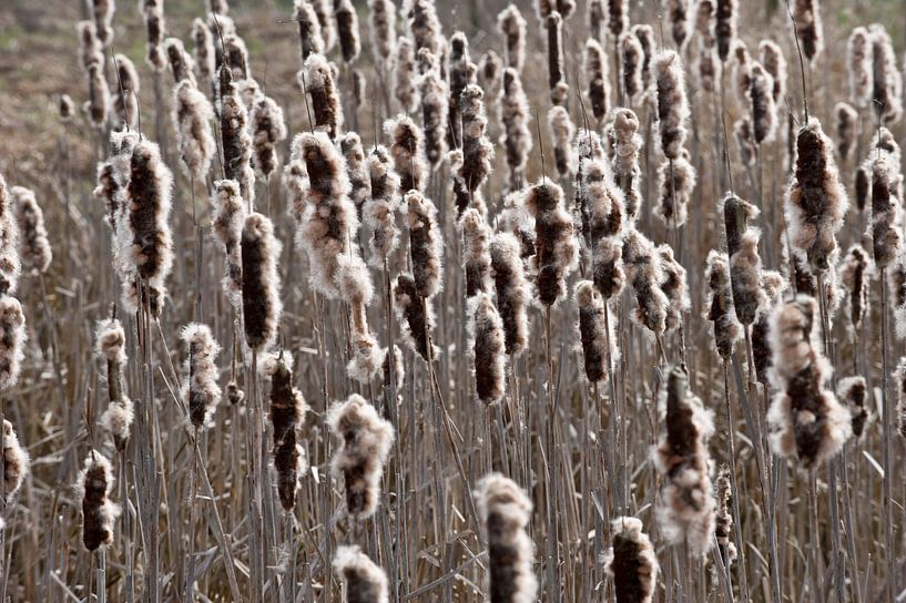 rietsigaren von George Burggraaff