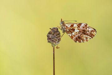 Paarse parelmoervlinder van Elles Rijsdijk