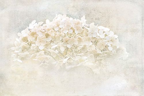 Hydrangea in fall by Rietje Bulthuis