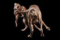 Magyar Vizsla Fight