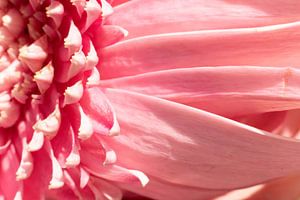 Splendeur enchanteresse : Macrophotographies magiques de pétales de fleurs roses sur Remco Ditmar