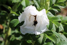 White flower with bee by Photographico Magnifico