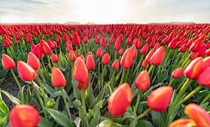 A Dutch early morning field of Orange Tulips sur Alex Hiemstra