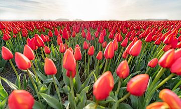 A Dutch early morning field of Orange Tulips von Alex Hiemstra