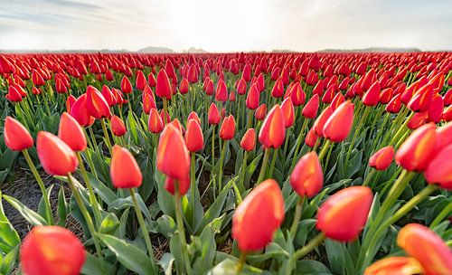 A Dutch early morning field of Orange Tulips