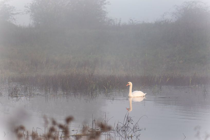 Schwan im Nebel von Tania Perneel