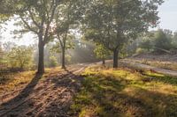 The Leenderbos