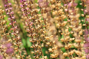 Uitgebloeide bloemen