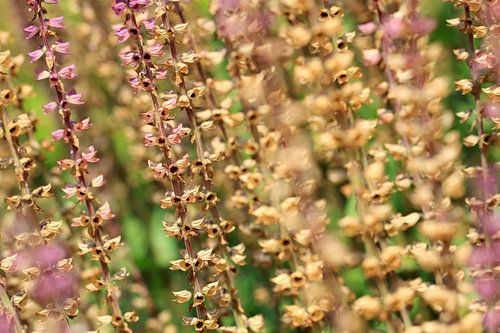 Fleurs fanées