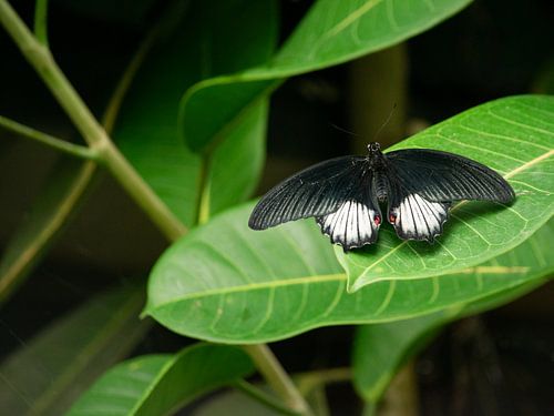 Papilio Rumanzovia butterfly, male