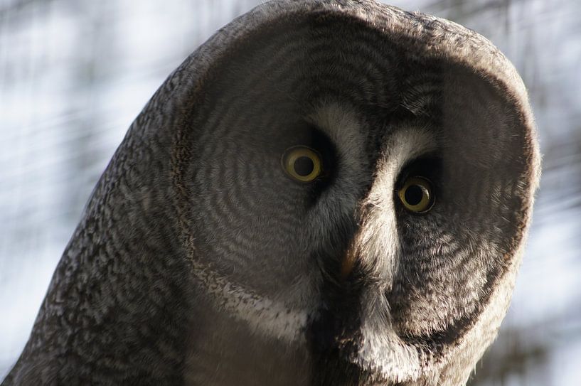 Laplanduil von Ronald en Bart van Berkel