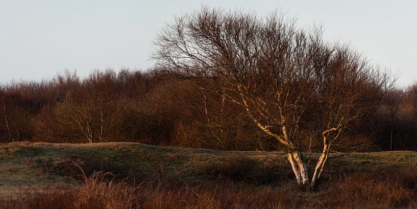 Boom in het licht van het opkomende zonnetje. (Texel in de Winter) van Marjolijn van den Berg