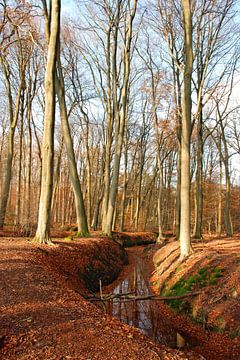 Als de blaadjes zijn gevallen... in het bos.