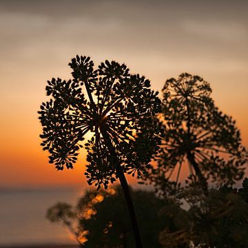 GLOED - GLOW von HANS VAN DAM