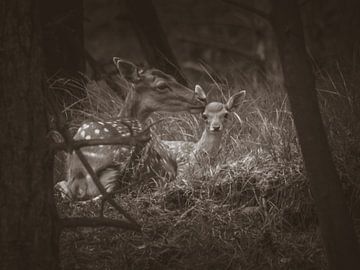 Deer with young by Bianca  Hinnen