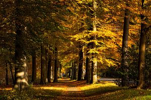 Fietspad door een herfstachtige omgeving von Bram van Broekhoven