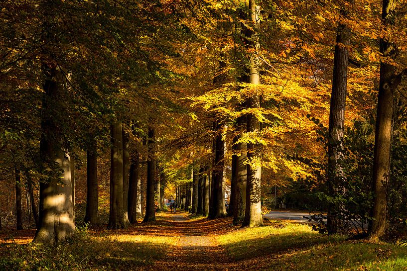 Fietspad door een herfstachtige omgeving par Bram van Broekhoven