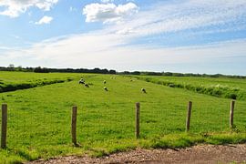 Hollands veld met schapen by Charlotte van Noort