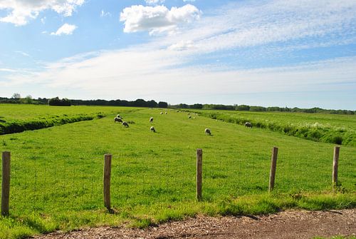 Hollands veld met schapen