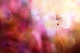 Modesty by Bob Daalder