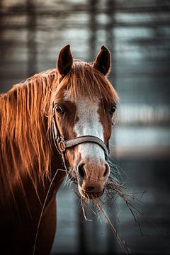 Betoverende Blik: Een Close-up van een Bruin Paard vol Karakter van Youp Linders