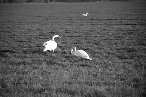 Twee zwanen op een weiland in Emsland