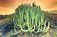 Cactus van Arnaud Bertrande thumbnail