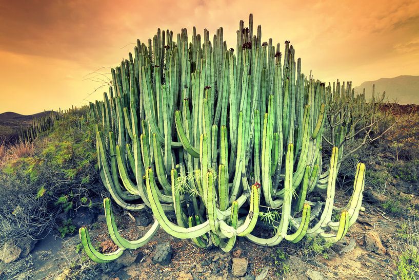 Cactus van Arnaud Bertrande