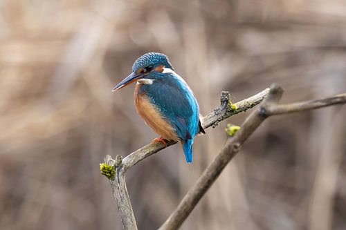 Kingfisher in reeds