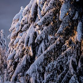 Winterbos op het gouden uur van Marcel Lohr