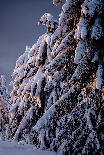 Winterwald zur goldenen Stunde von Marcel Lohr