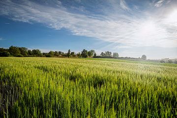 Un champ de blé sur Thomas Heitz