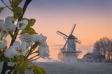Apfelblüte bei der Mühle De Vlinder an der Linge | Landschaftsfotografie im Frühling von Marijn Alons
